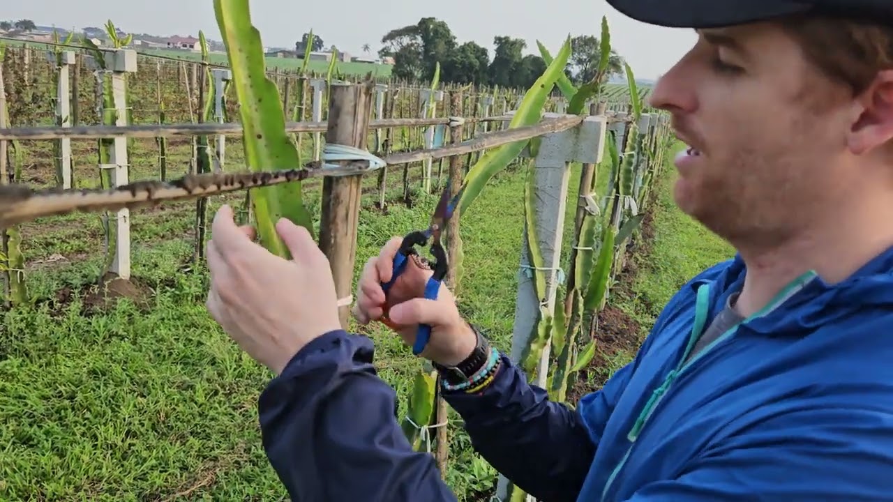 Sistema em espaldeira da pitaya - Acompanhando o pomar