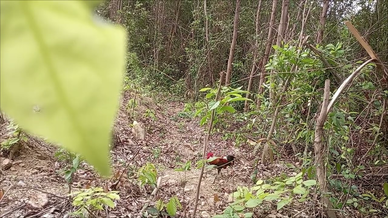 Huy khánh . Bảy gà rừng .Bổi 13 .25/2/2026