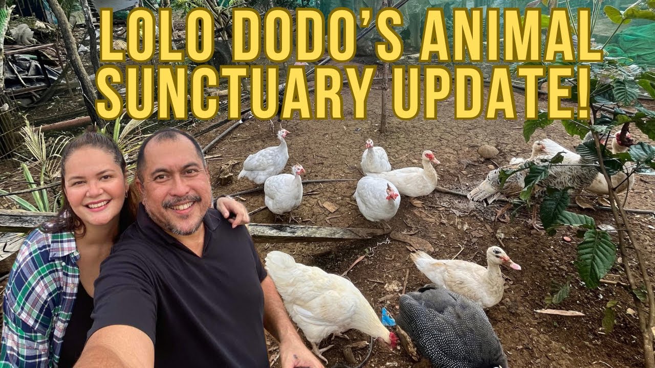 BINISITA NAMIN MGA ALAGA NAMIN! Red Rhode Island, Benggala, Pabo, Bibe, Gansa at mga manok!