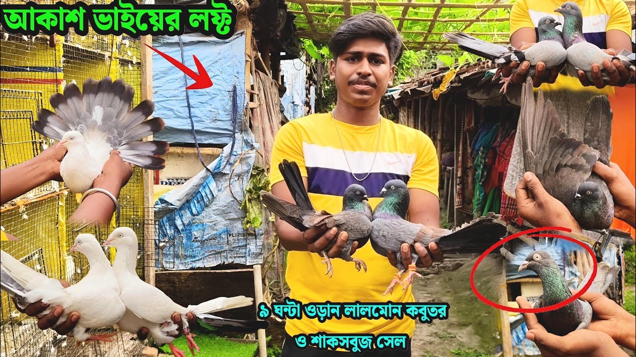 আকাশ ভাইয়ের লফ্ট | ৯ ঘন্টা ওড়ান লালমোন কবুতর ও শাকসবুজ সেল 
