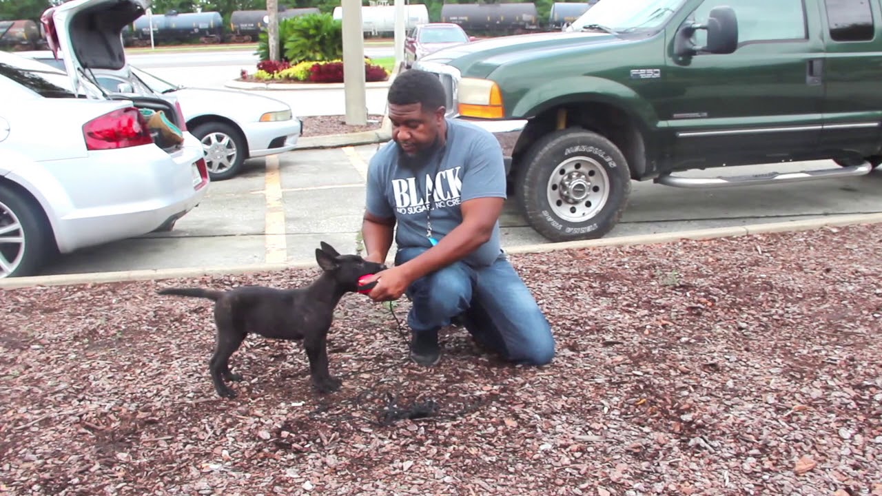 HOW TO TRAINING A PUPPY TO BE A PROTECTION DOG FROM THE BEGINING