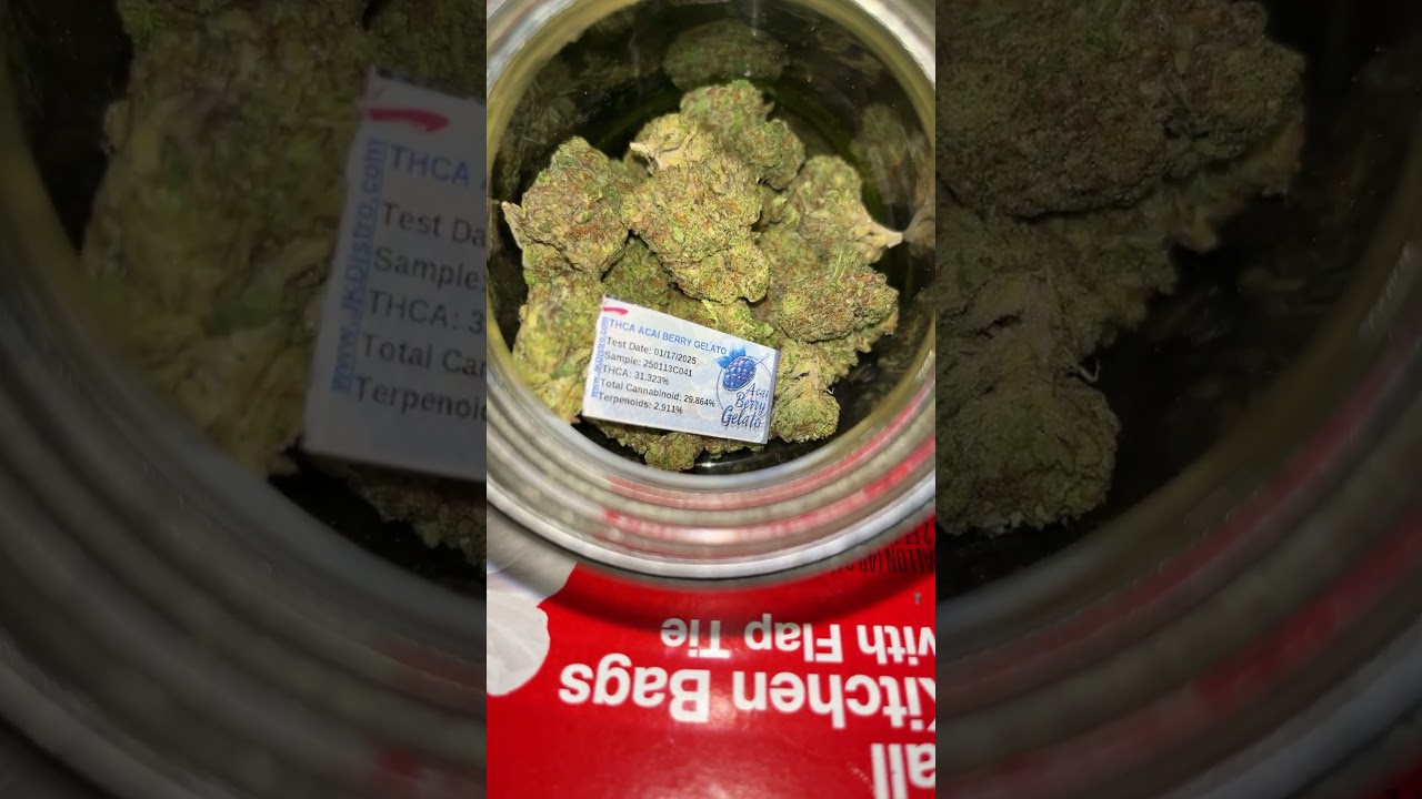 Jkdistro a&ccedil;a&iacute; berry gelato big nugz