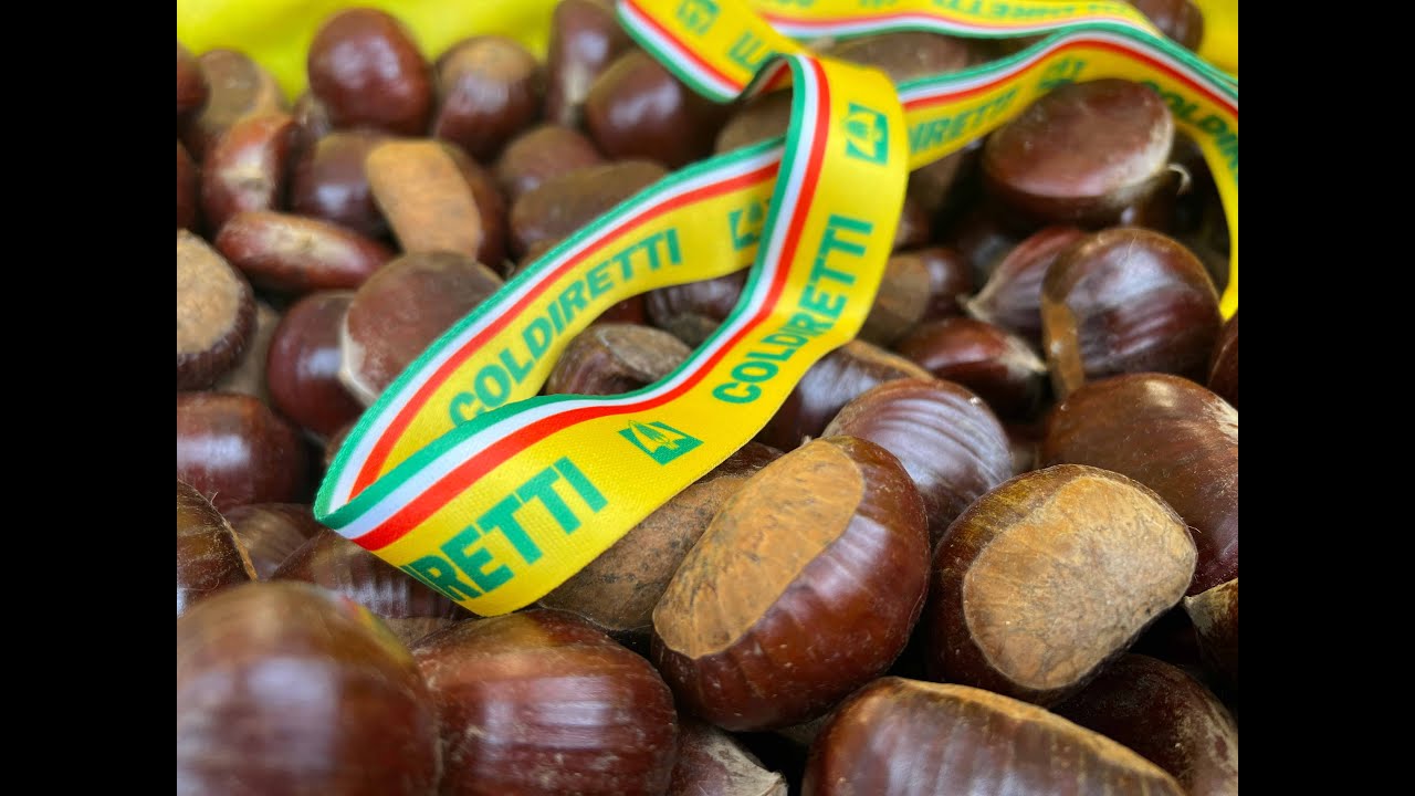 Chestnuts: a year's report
