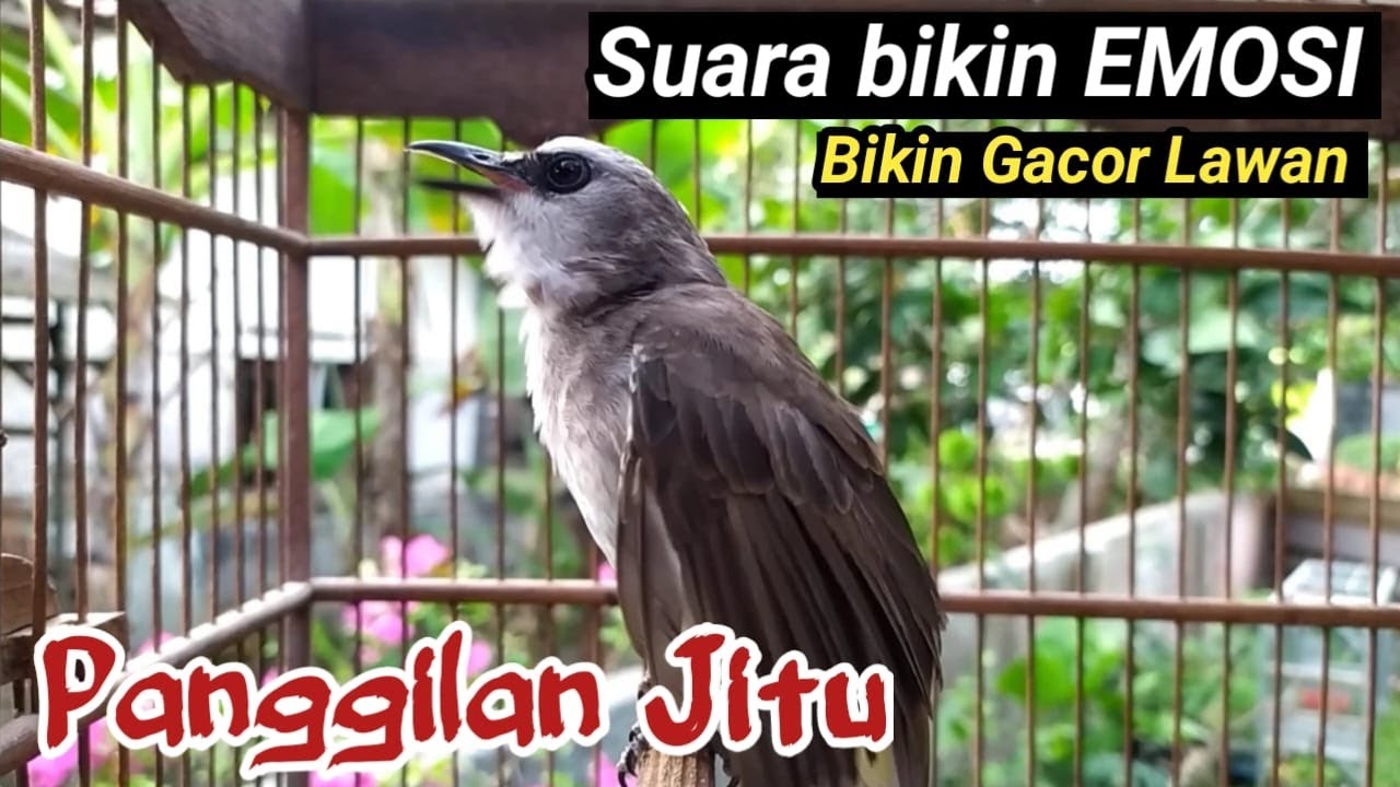Gak butuh Lama langsung PASTI NYAUT..! suara truckan memangil jantan MUJARAB CEPAT NGALAS