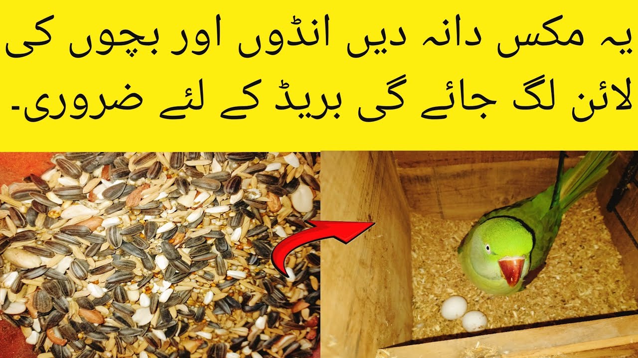 Mix Seed Benefits For Ringneck  | Mix Seeds Benefit For Alexandrine All parrots.