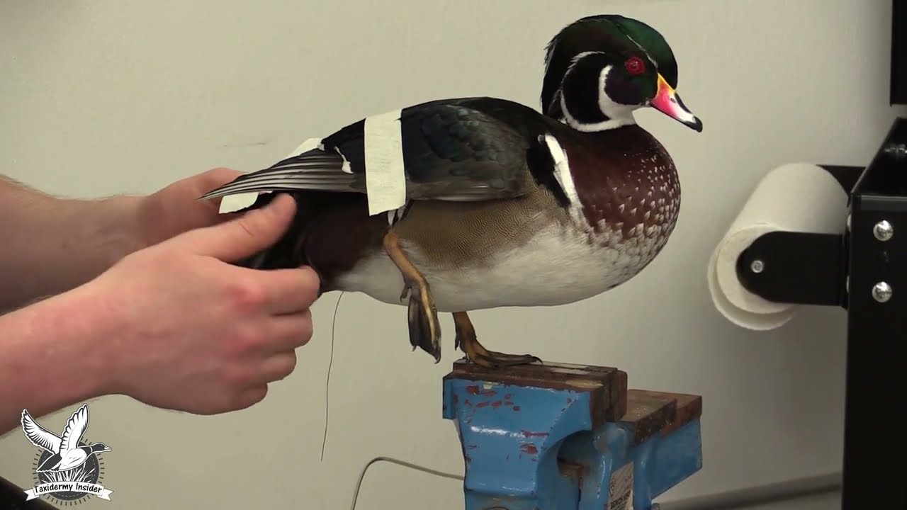 Standing woodduck # 9 Posing &  Injecting Legs