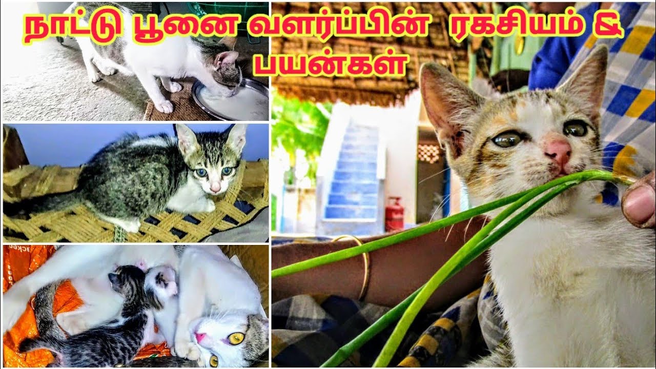 PET Cats / நாட்டு பூனை வளர்ப்பில் உள்ள ரகசியங்கள் மற்றும் பயன்கள்