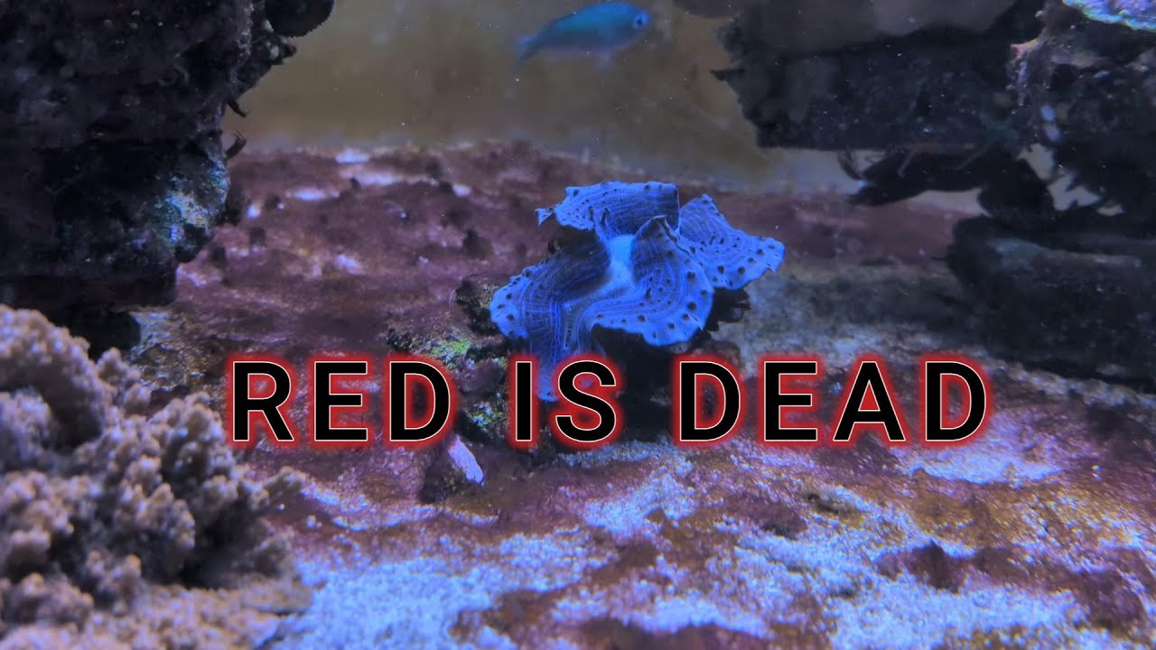 Red (Cyano) is Dead