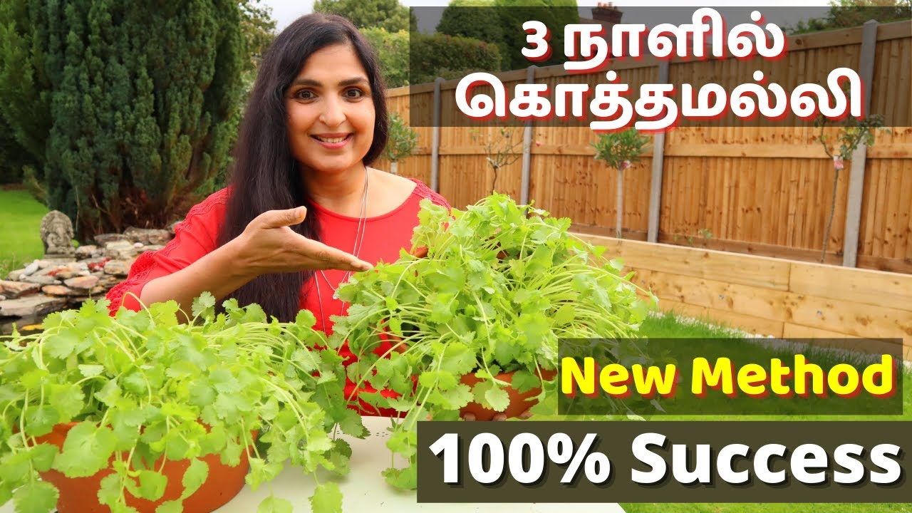 வேகமாக கொத்தமல்லி வளர்க்கும் முறை / Fastest Coriander Growing Method No one told you before #Herbs