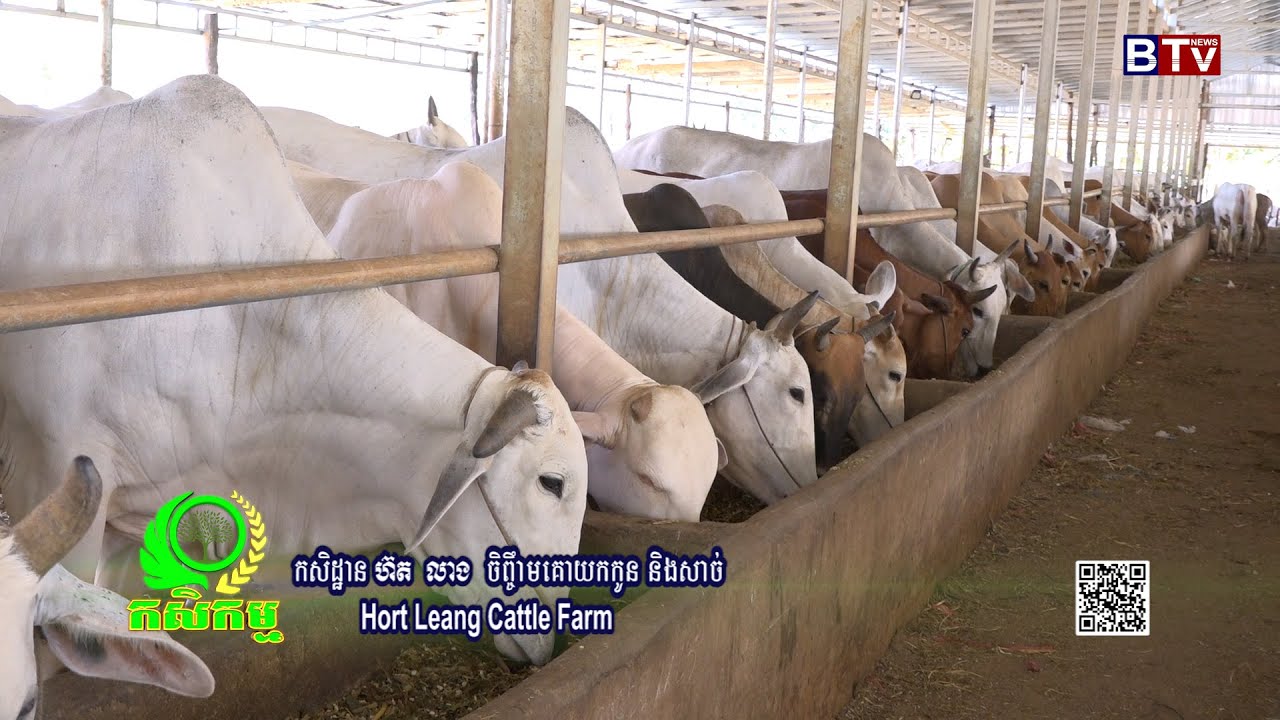 AGRICULTURE/កម្មវិធីកសិកម្មៈ កសិដ្ឋានចិញ្ចឹមគោ ហ៊ត លាង( Hort Leang Cattle Farm)