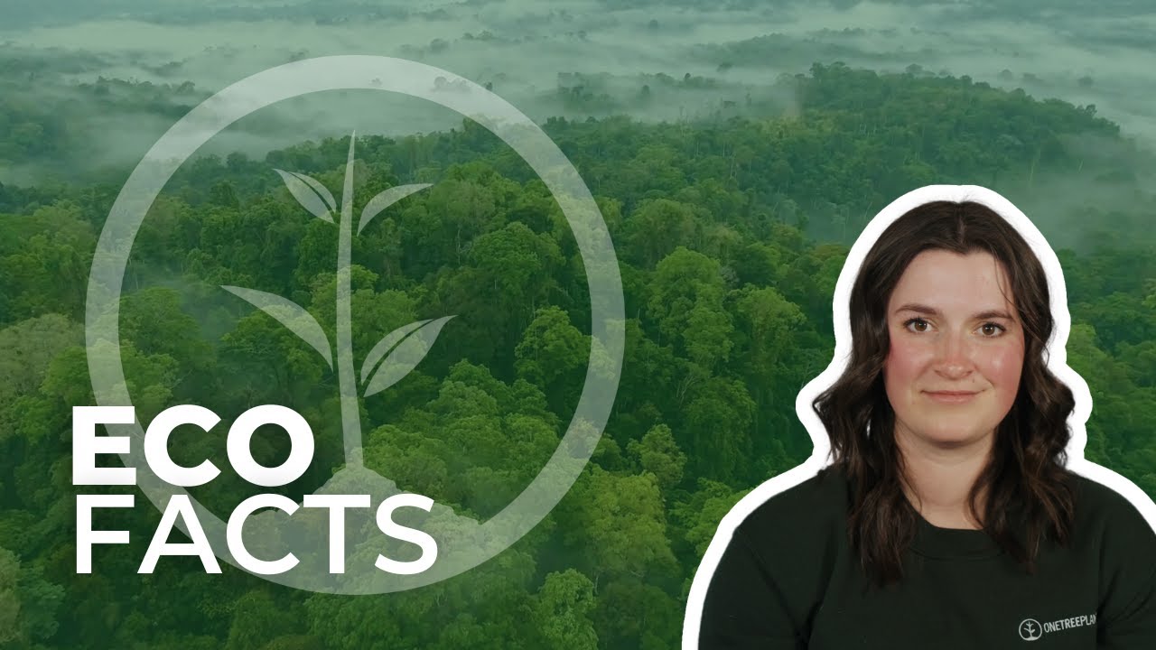 Why Should We Protect The Rainforests | Eco Facts | One Tree Planted