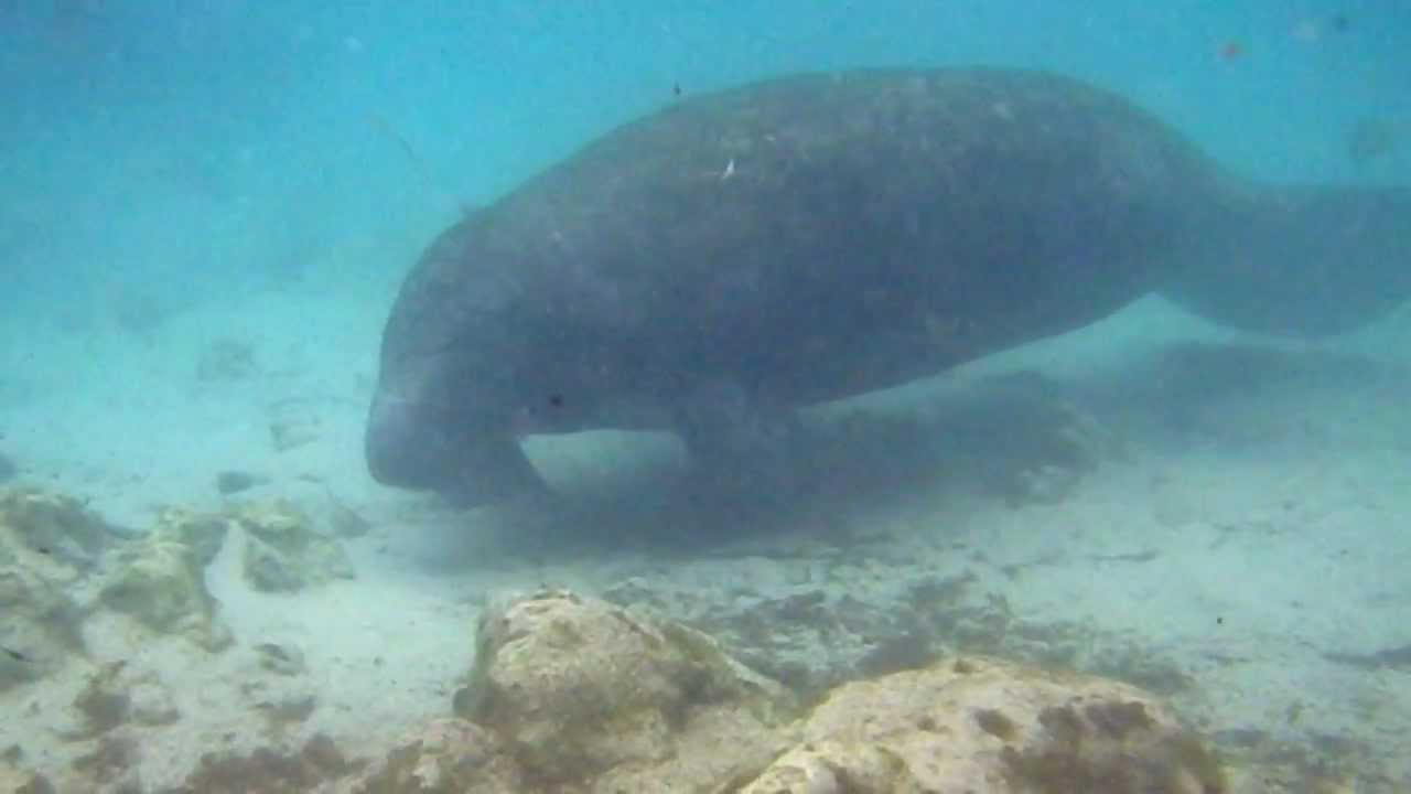 Squeaky Manatees (Trichechus manatus latirostris) Three Sisters Spring