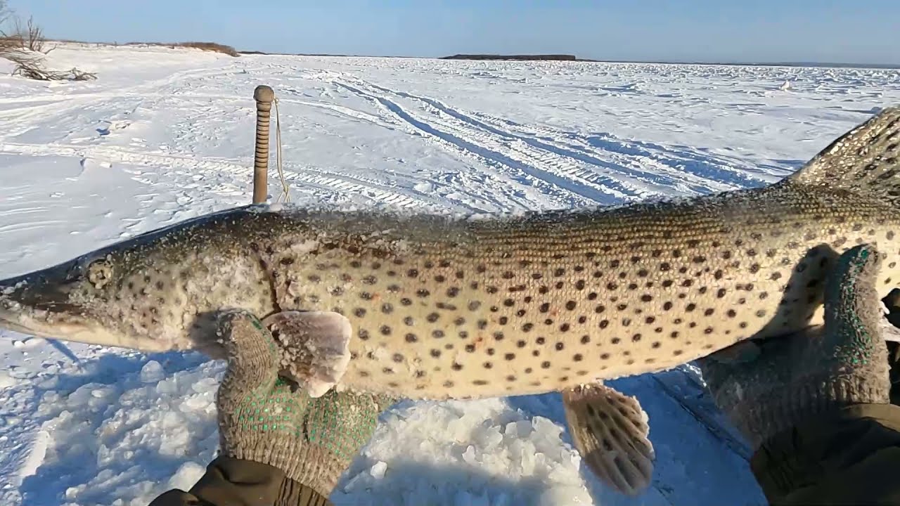 Щуки атакуют до самого темна!