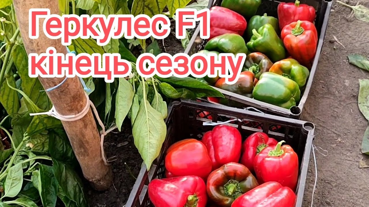 Прибираємо перець Геркулес F1 в неопалювальній теплиці, бо обіцяють морози 🥶