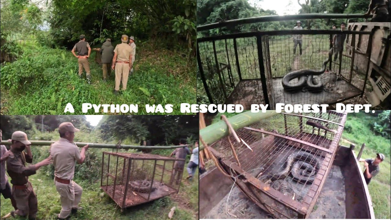 🐍🐍 PYTHON RESCUED AND RELEASED TO SAFE  JUNGLE | KHONSA FOREST DIVISION | FORESTER | FORESTER'S DUTY