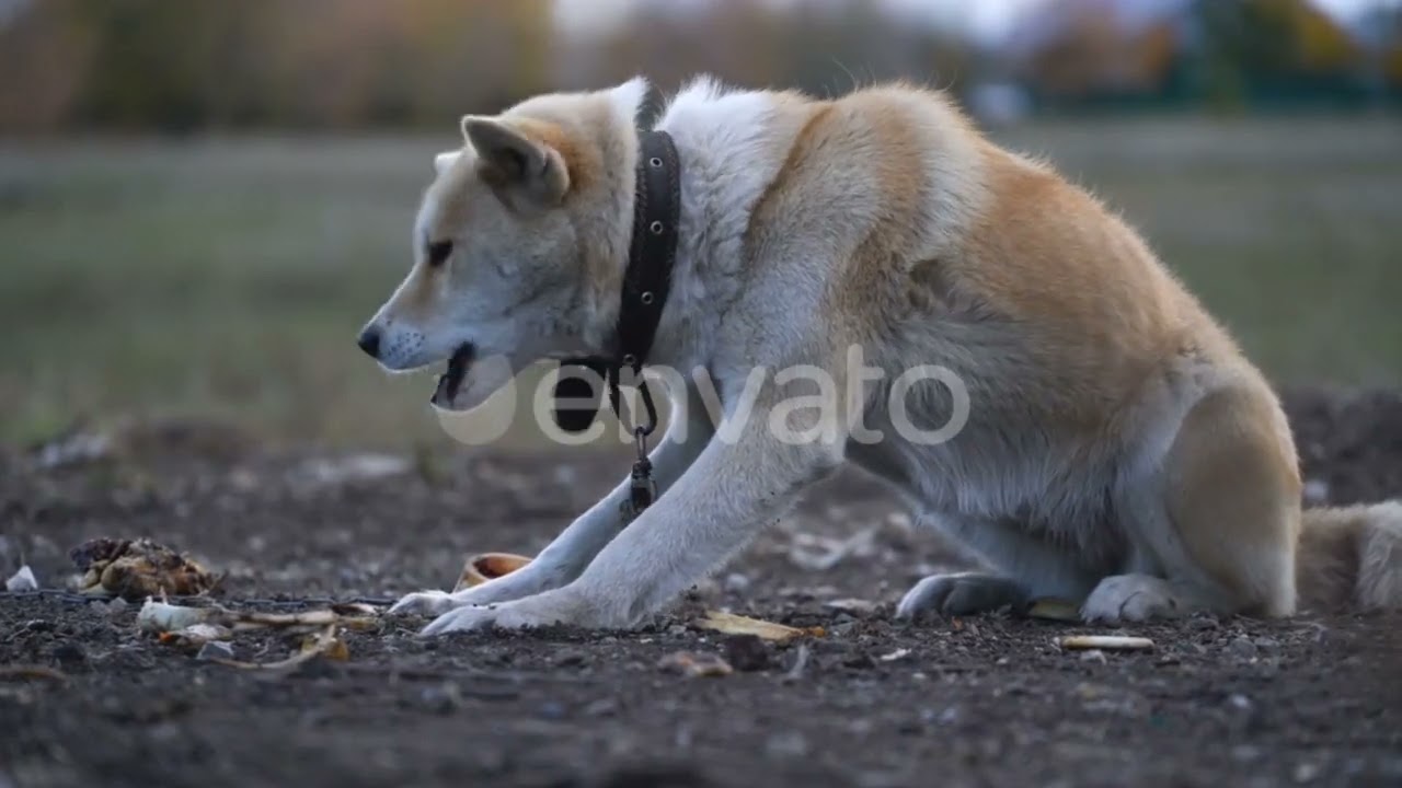 Different good looking dogs compilation