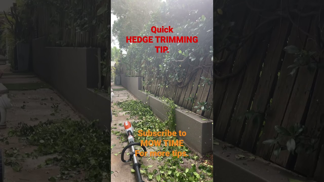 Quick HEDGE TRIMMING TIP. #mowtime #jasminevine #hedgetrimming #tips