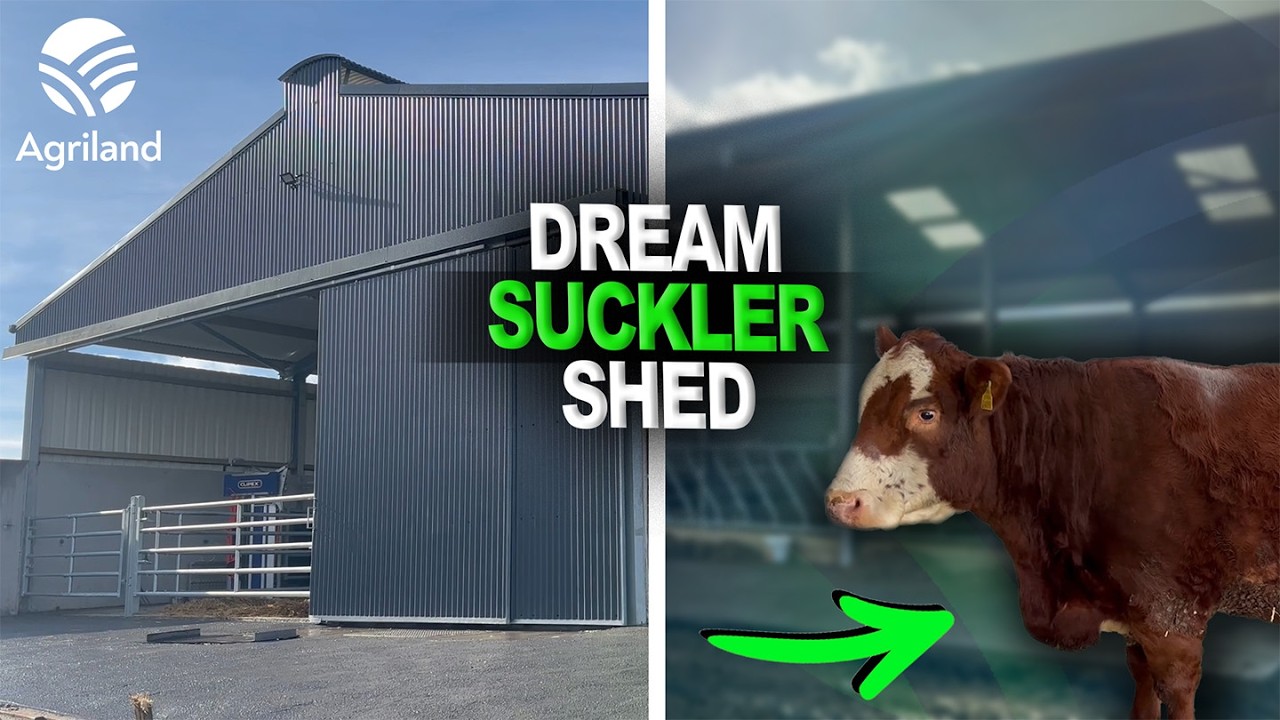See inside 'dream' suckler shed in Cavan built to ease management