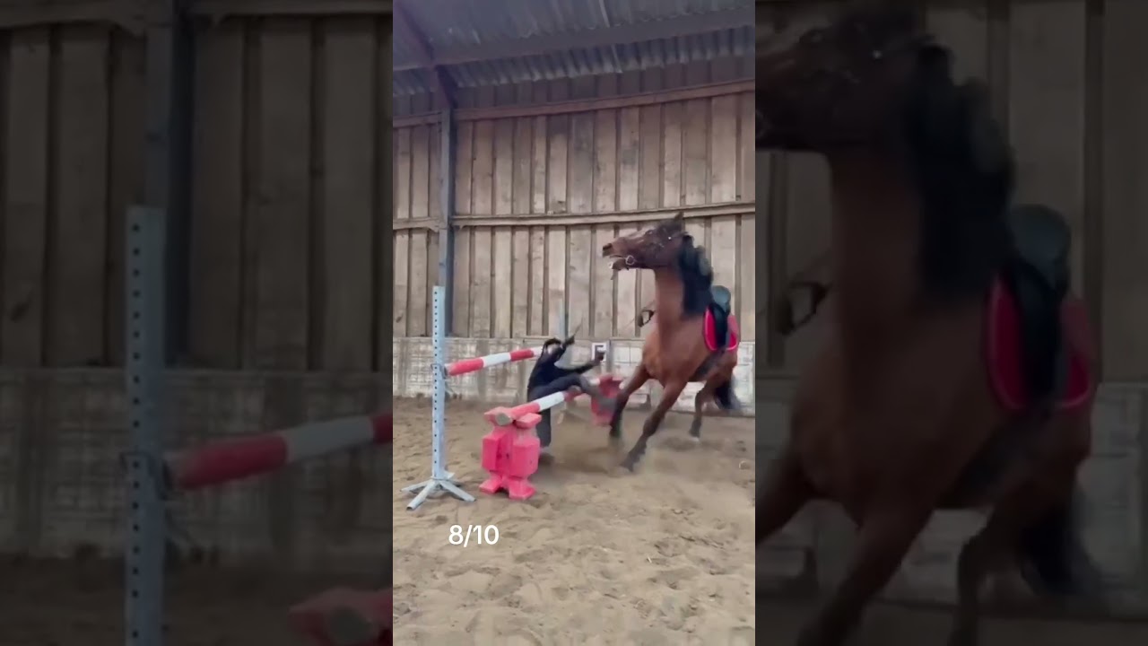 Tout le monde va bien 😂 #ecurie #horse #cavalier #cheval #equitation #coach #coaching