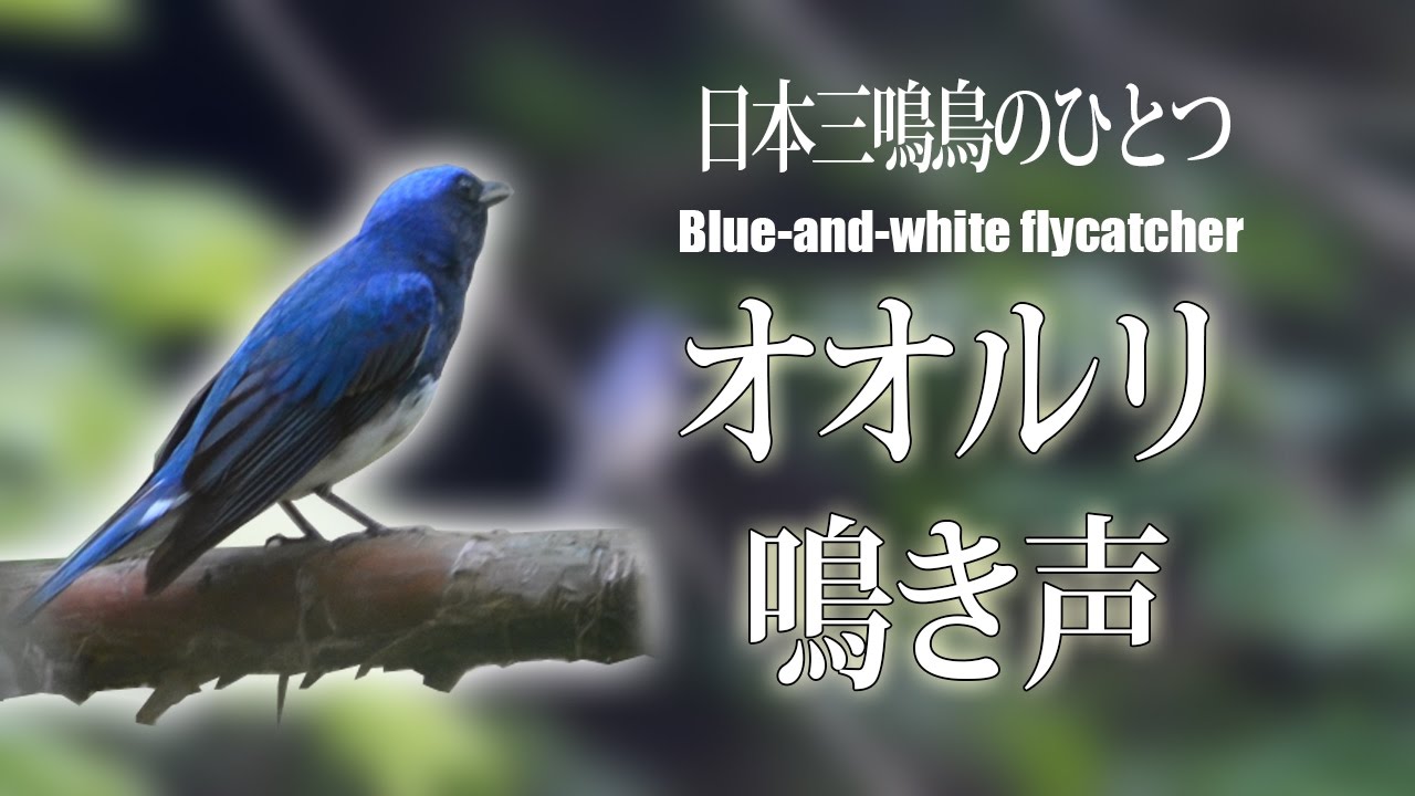オオルリ 鳴き声｜日本の野鳥｜Blue-and-white Flycatcher Song