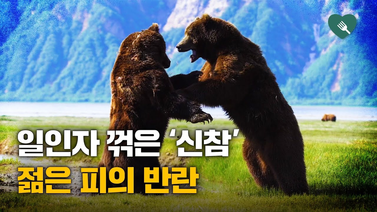 두 야생 곰의 격렬한 전투&middot;&middot;&middot;자연 그대로 포착한 사진작가