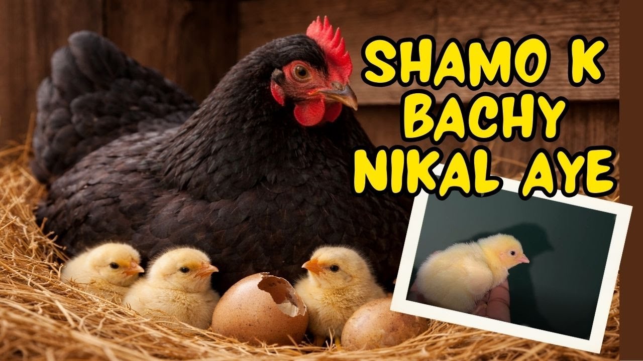Shamo K Kitny Chuzy Niklay? 🧐| Murgi Or Usky Bachon Ko Farm Py Shift Kar Diya 😇 #egghatching #egg 