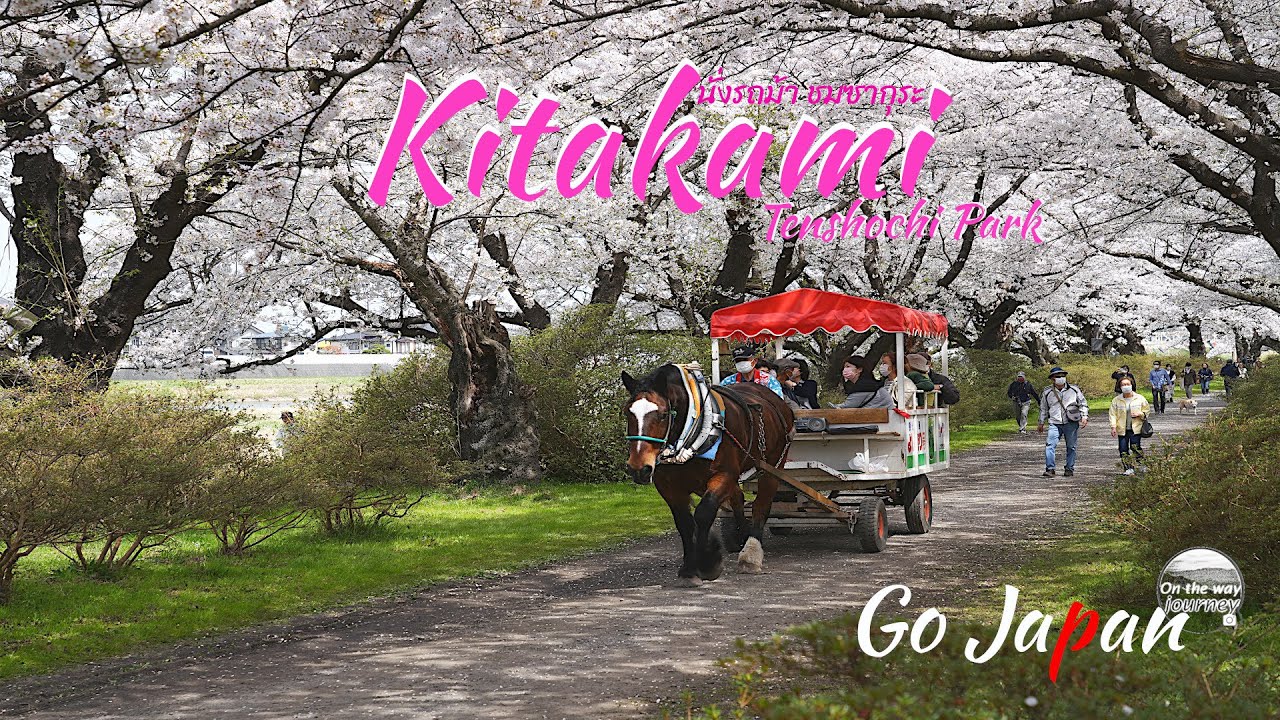 Kitakami นั่งรถม้าชมซากุระสวยๆ ริมแม่น้ำ Go Japan 2023 ตามหาซากุระกับเรา | Onthewayjourney | Ep.27