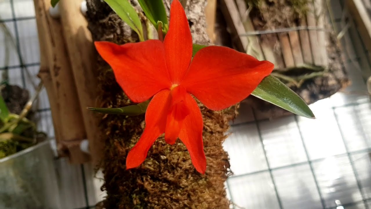 sophronitis coccinea, cattleya coccinea
