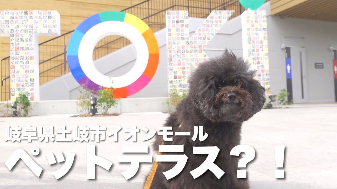 愛犬とイオンモール土岐行ってみた！トイプードル/多頭飼い
