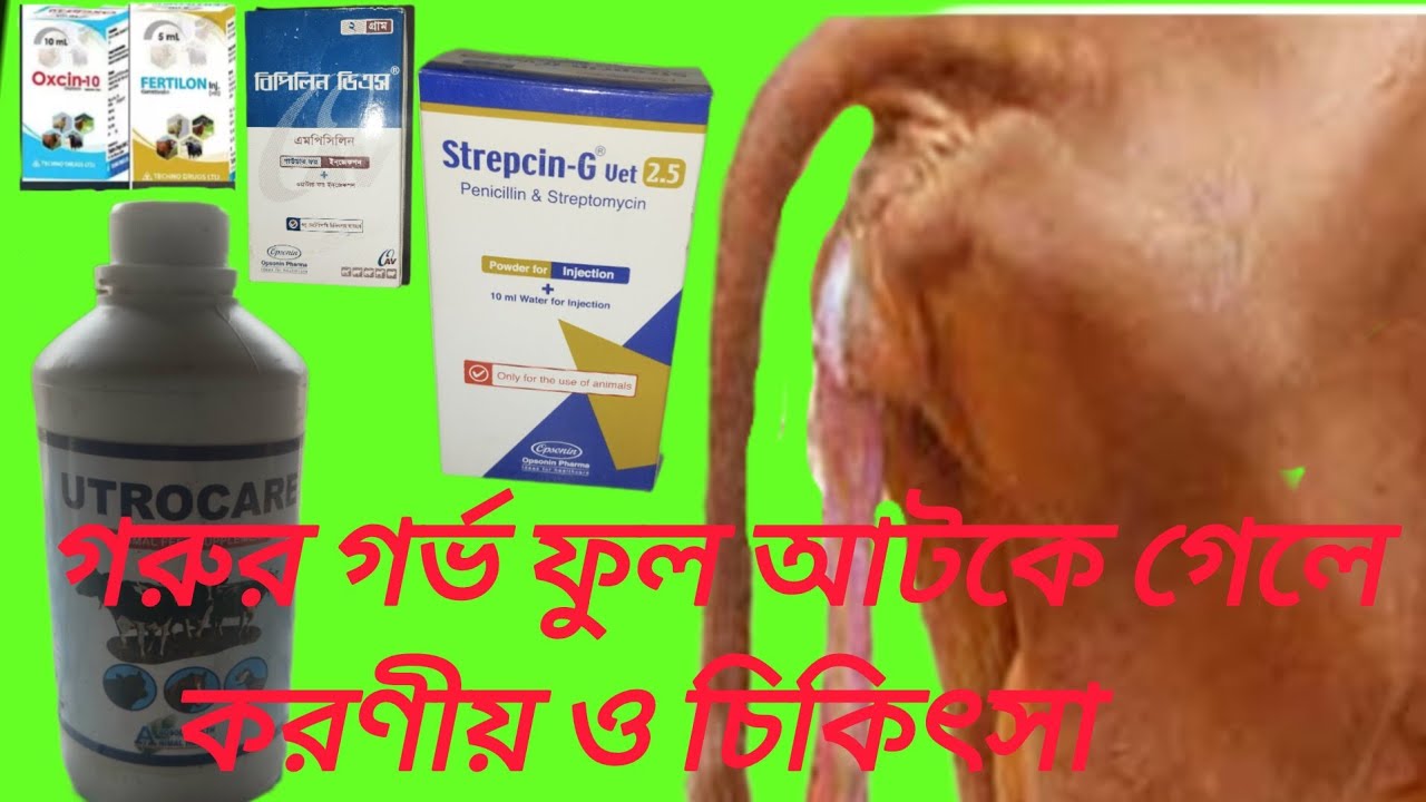গরুর গর্ভফুল বের করার নিয়ম।।গাভীর গর্ভফুল না পড়লে করণীয় ও চিকিৎসা।।গরুর গর্ভফুল আটকে গেলে করনীয়।।