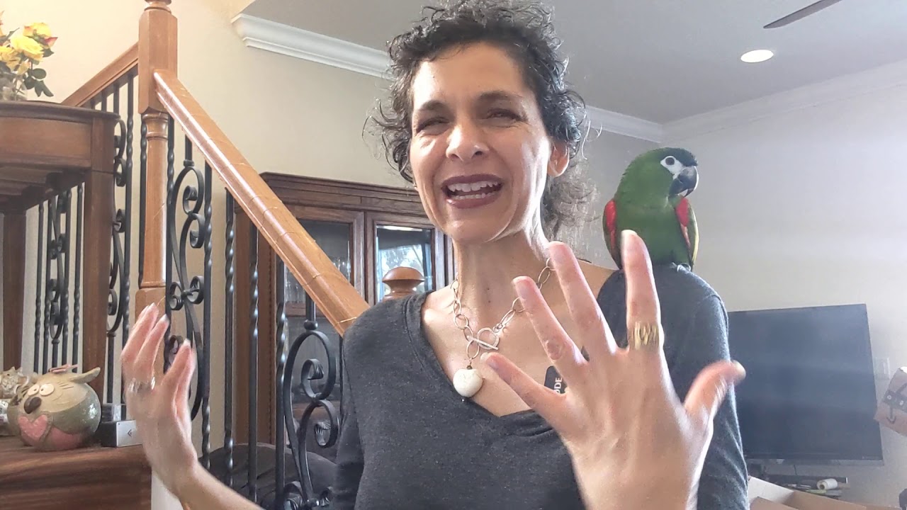 Is A Hanh's Macaw A Good Starter 🦜 Parrot?