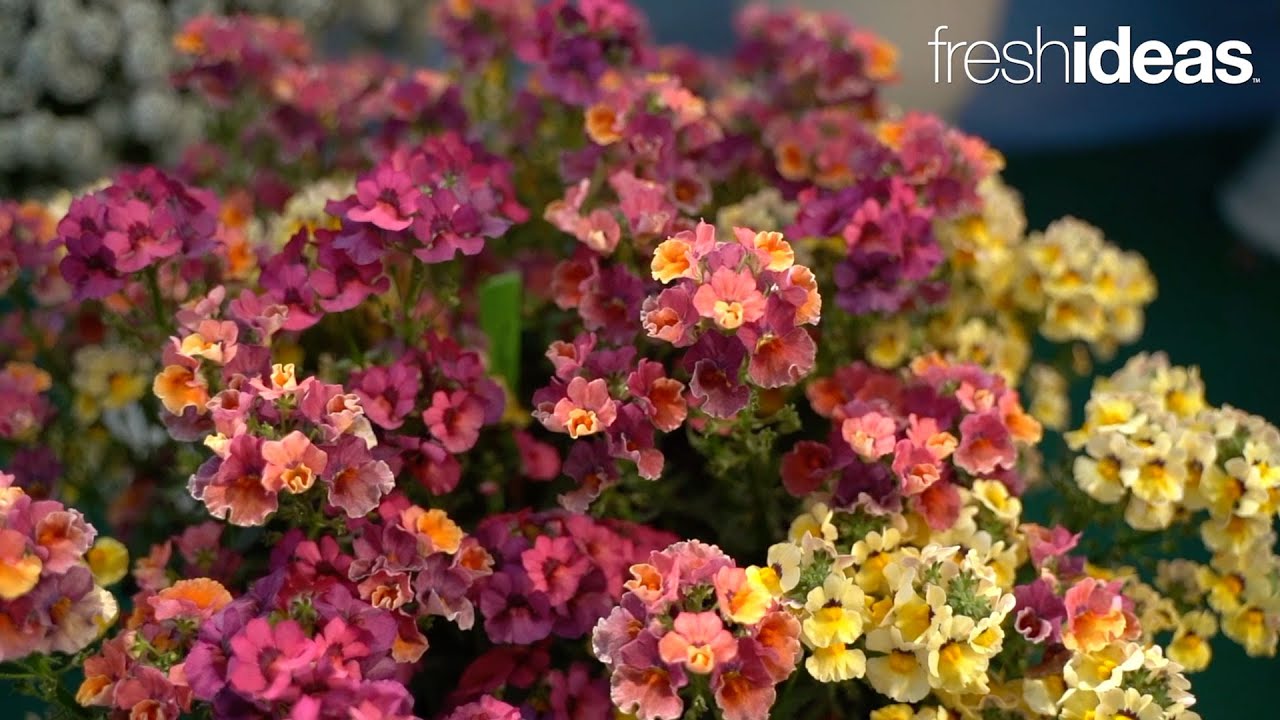 Nesia Inca Joins the Heat-Resistant Nemesia Series