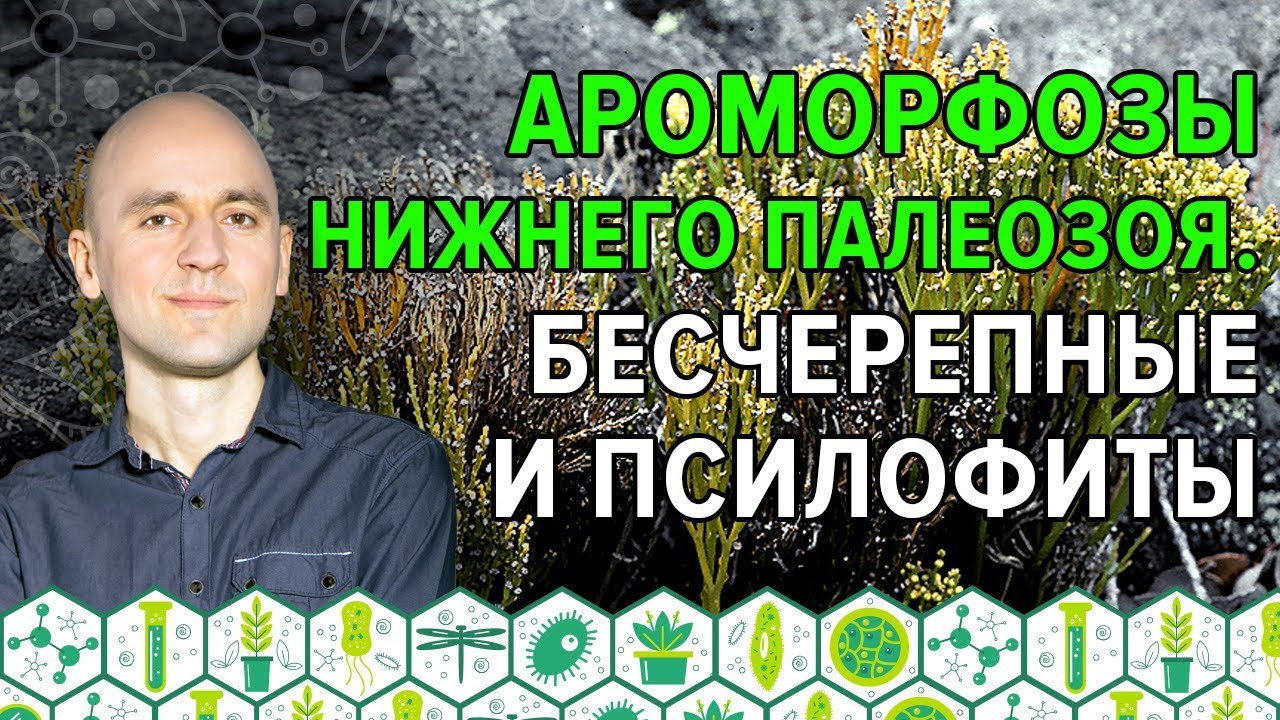5. Ароморфозы нижнего палеозоя. Бесчерепные и псилофиты