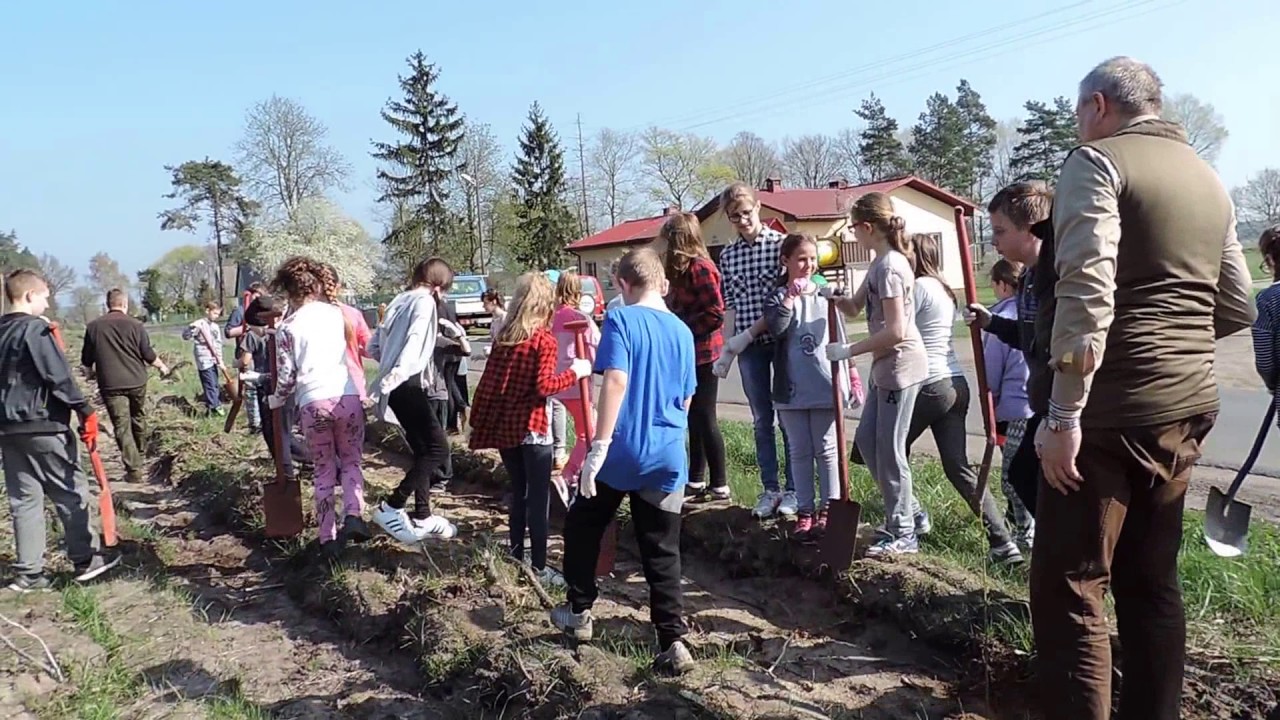 Sadzenie czereśni ptasiej