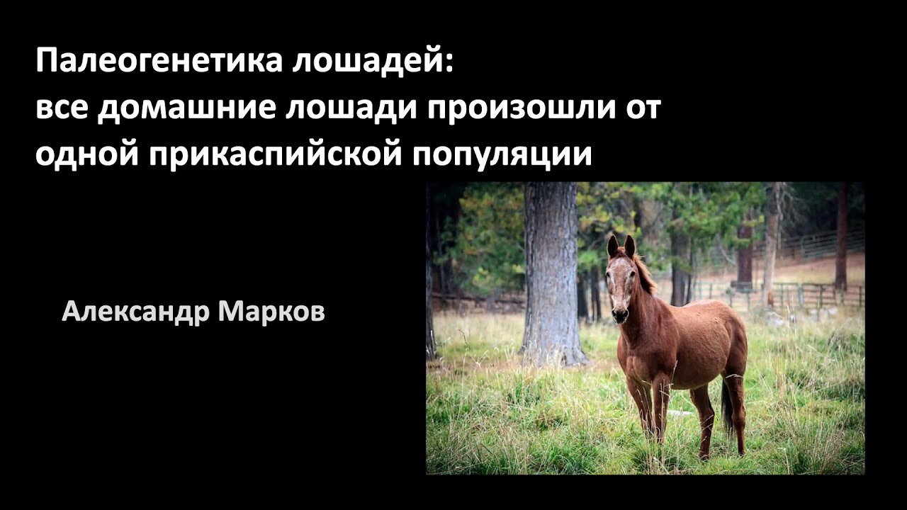 Equine paleogenetics: All domestic horses descended from a single Caspian population