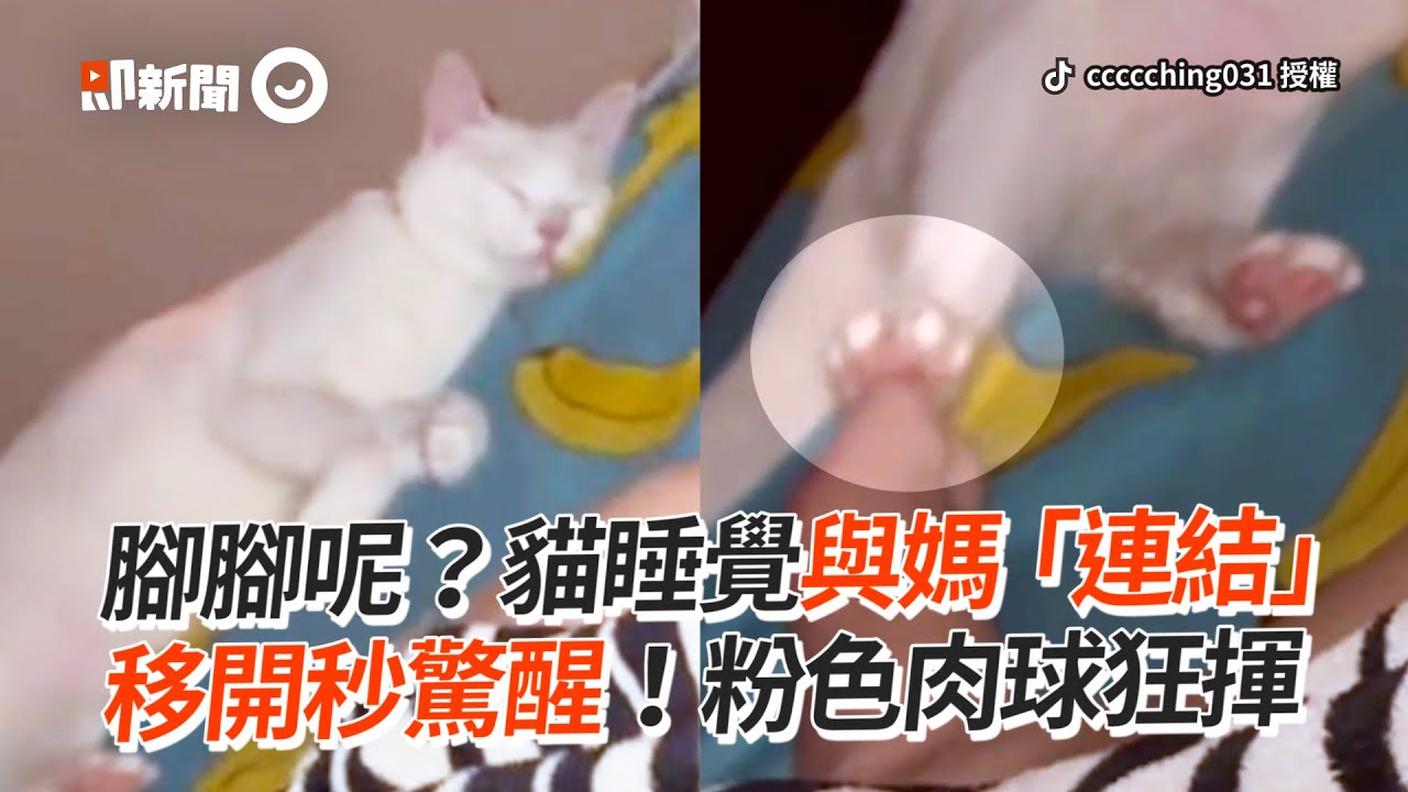 貓睡覺與媽「連結」腳移開秒驚醒！肉球狂揮｜寵物動物｜白貓｜撒嬌