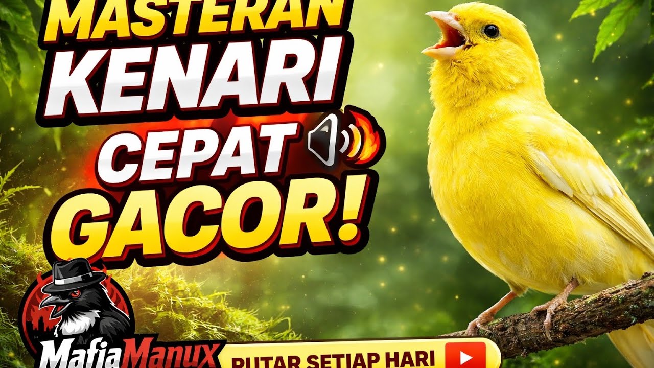 SUARA INI BIKIN KENARI CEPAT GACOR‼️ Masteran Paling Dicari Tahun Ini