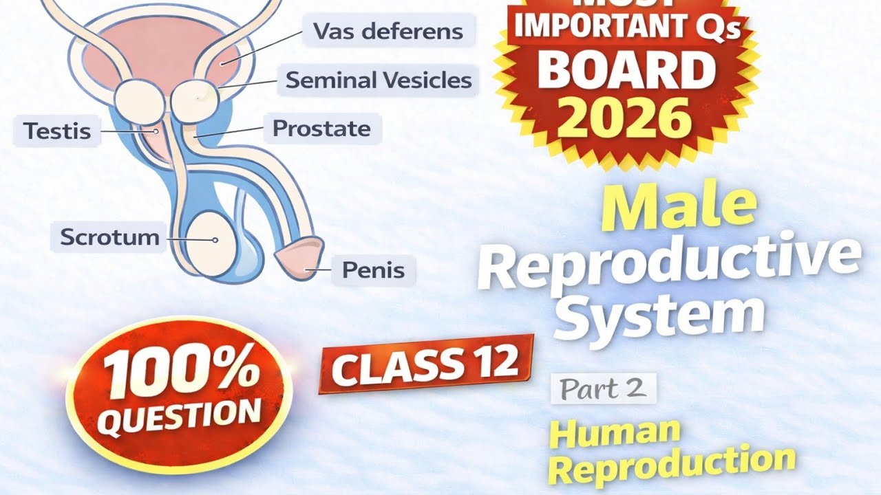Male Reproductive System| Class 12 Biology| Human Reproduction| Part 2 💯 fix 🔥