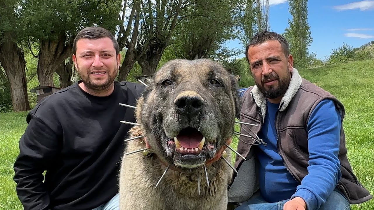 200 KOYUNA ÇOBANLIK YAPAN 20 KANGAL KÖPEĞİ ~ @WOGZDOGZTV @Dagdayasam