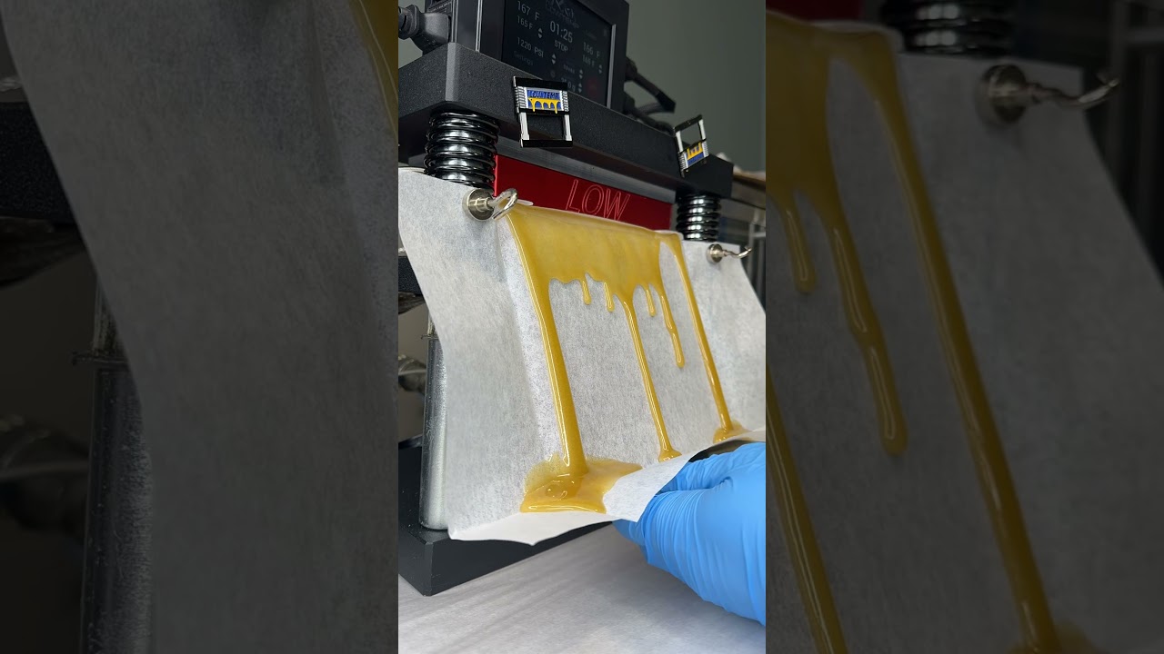 First Class Funk ⛽️ 70u-149u grown by Luma farms #rosin #rosinpress #lowtemp