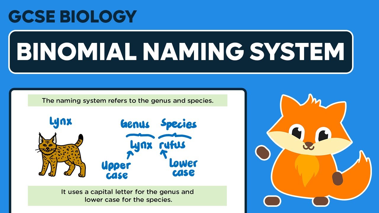 Binomial Naming System - GCSE Biology