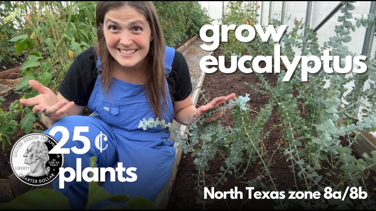 Grow eucalyptus from seed...in Texas! | Zone 8a/8b