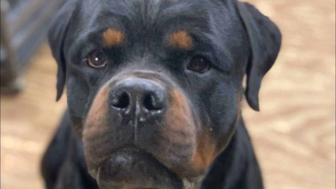 Rottweiler Dog