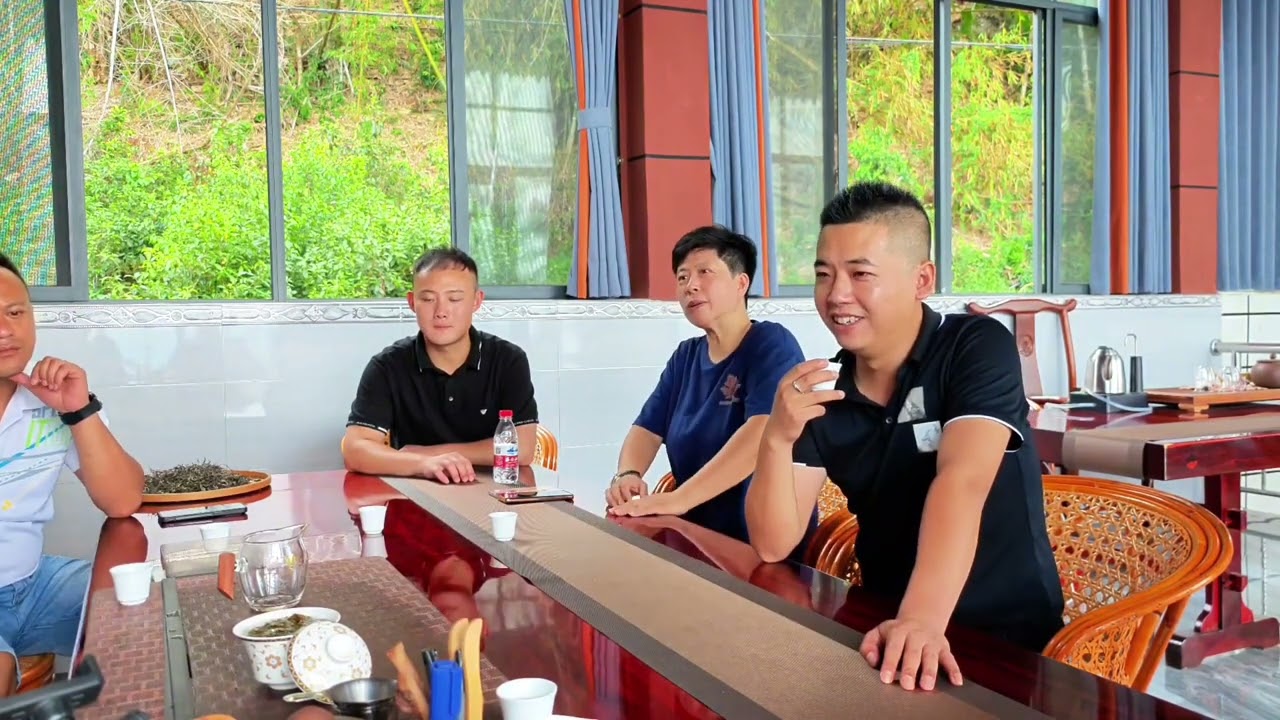 普洱文去小勐宋老曼伞，古树性价比高，古茶园1800多亩年产8吨！