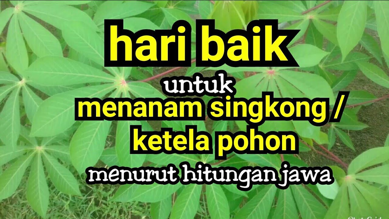 hari baik untuk menanam ketela pohon / singkong menurut hitungan jawa