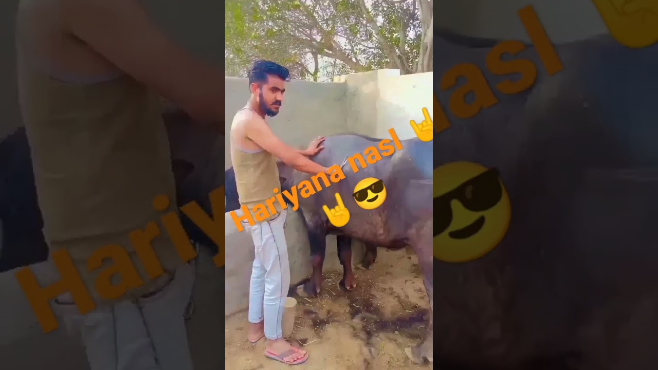 hariyana nasl pevr🤘🤘🤘😎😎😎😎