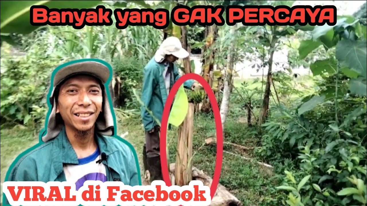 Kisah VIRAL Sebatang Pohon Pisang | Cerita Kita