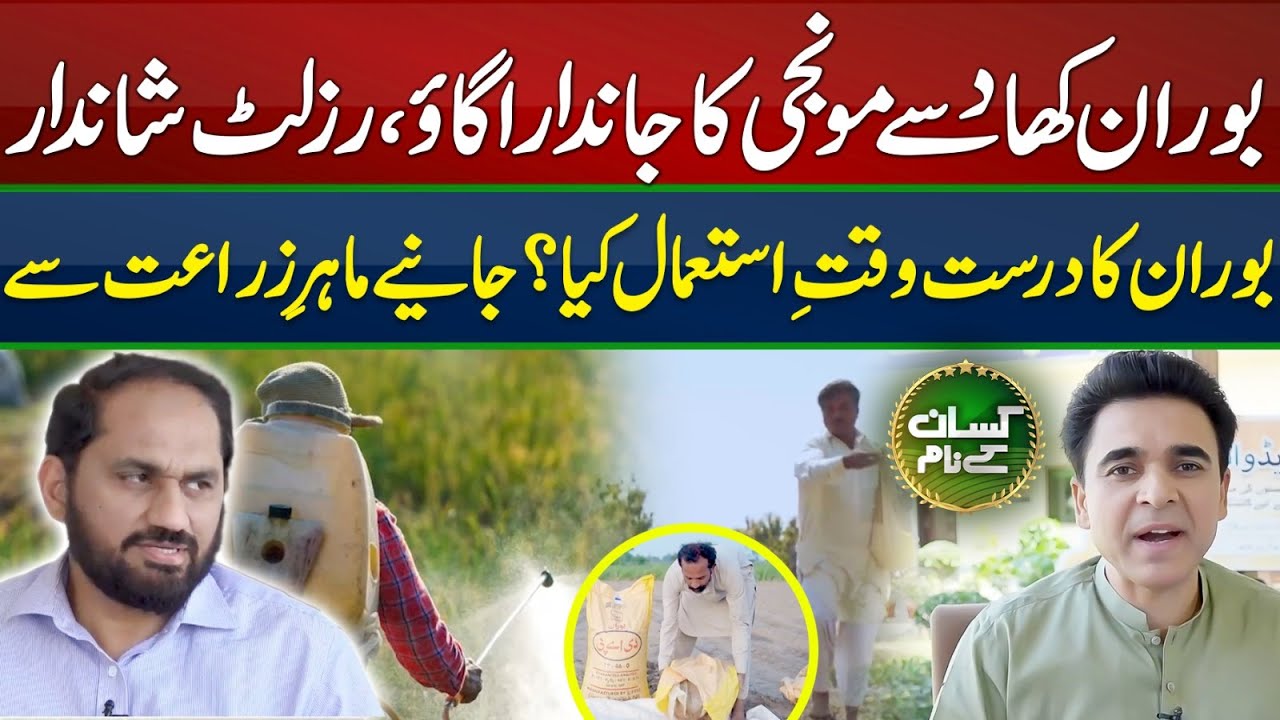Benefits of Boran fertilizer for paddy crop | Sona Boran DAP uses | Kissan Kay Naam | EP 60