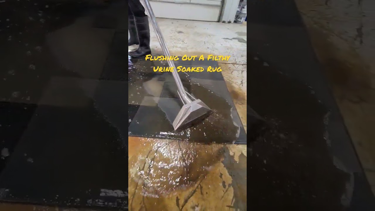 Cleaning and washing a heavily soiled area rug with pet urine.