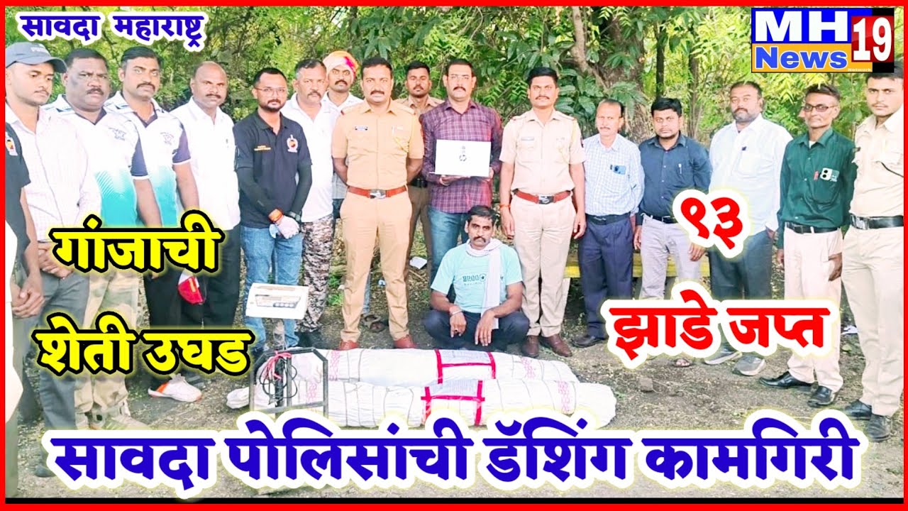 सावदा पोलिसांची डॅशिंग कामगिरी!गांजाची शेती उघड 93 झाडे जप्त!एकाला अटक!@mh19news99 